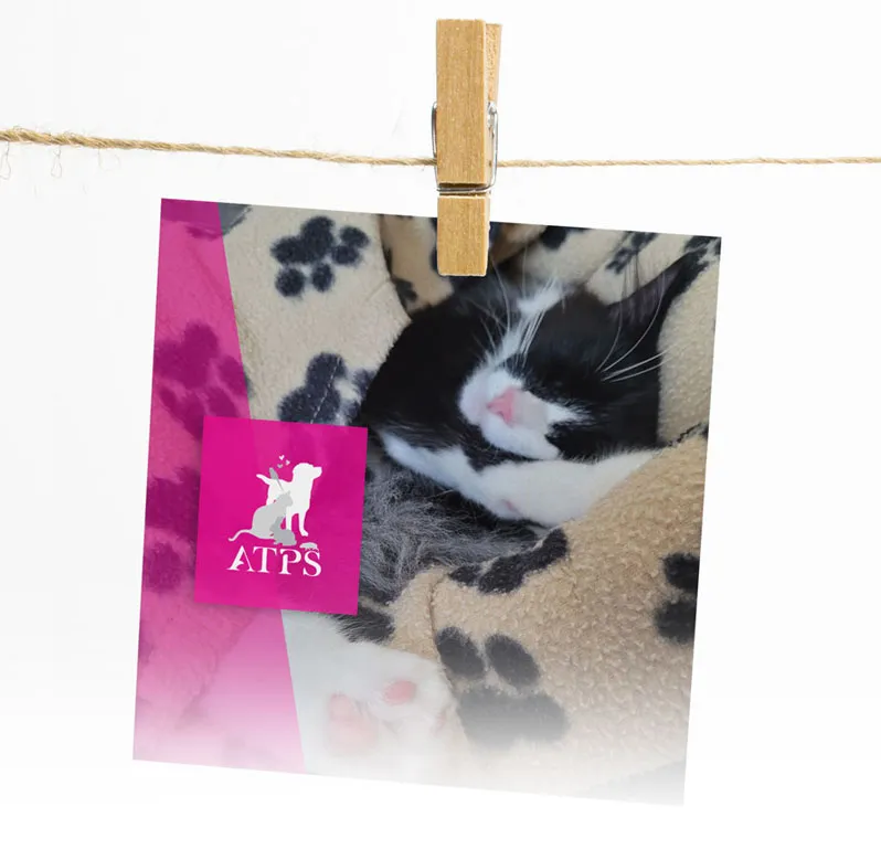 ATPS / Pet sitting, identité visuelle, design graphique et branding print